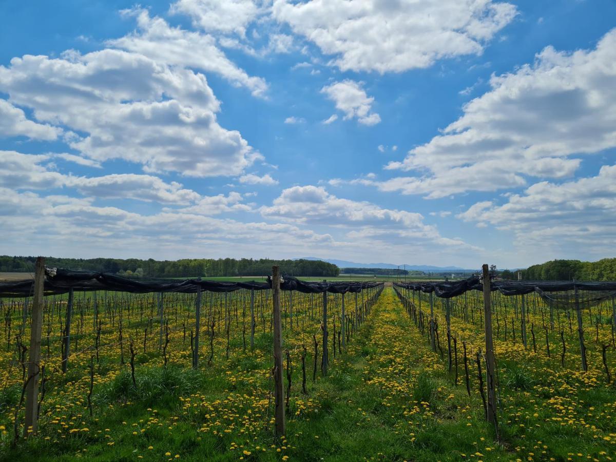 Wine Paradise Glavinic Miklavz pri Ormozu Exteriér fotografie